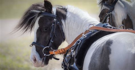 11 Small Horse Breeds (Miniature Horses Around The World)