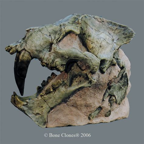 Sabertooth Cat Hoplophoneus Primaevus Skull In Matrix Bone Clones