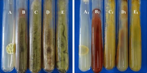 Pure Cultures Of Pigment Producing Fungi Grown On Potato Dextrose Agar