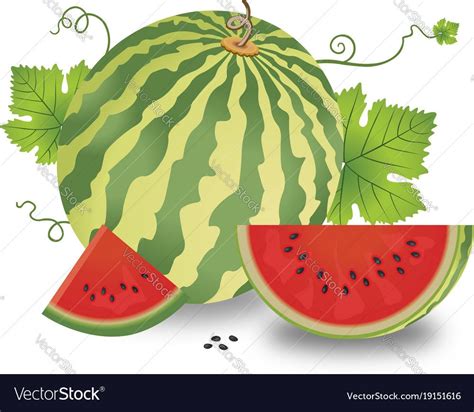 Арбуз рисунок для детей - 69 фото