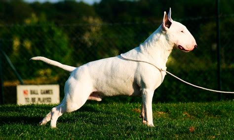 Bull Terrier InglÉs Características Qué Come Dónde Vive