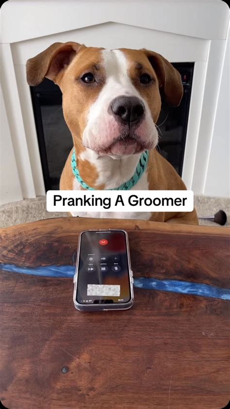 Luna tried to cancel her vet appointment 😹 - - - - #prankcalls #