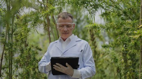 How long does weed stay in your body