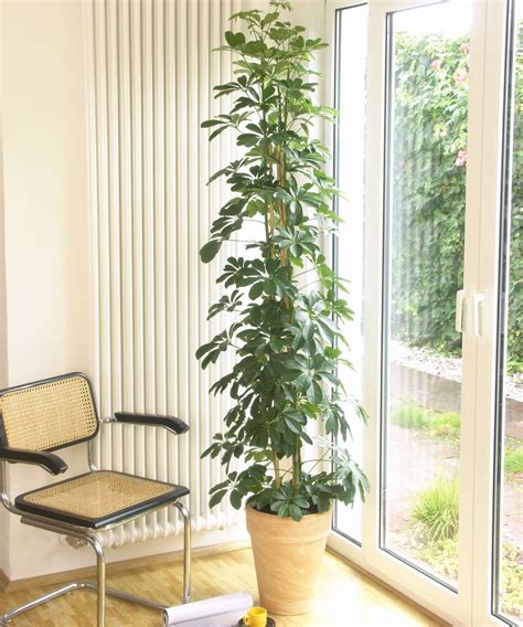 tall indoor plants  large houseplants  add impact homes