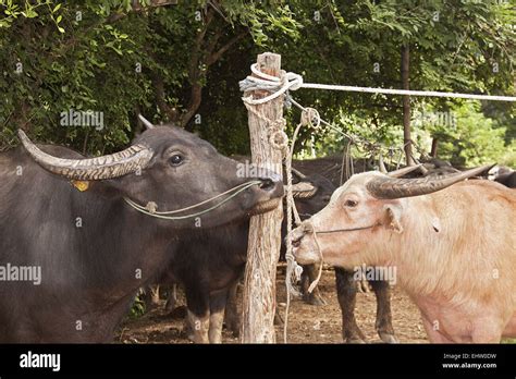 Albino Water Buffalo Hi Res Stock Photography And Images Alamy