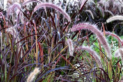 Pennisetum setaceum 'rubrum' - Riverside Garden Centre