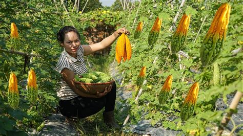 Harvesting Bitter Melon Goes To The Market Sell Process Cooking