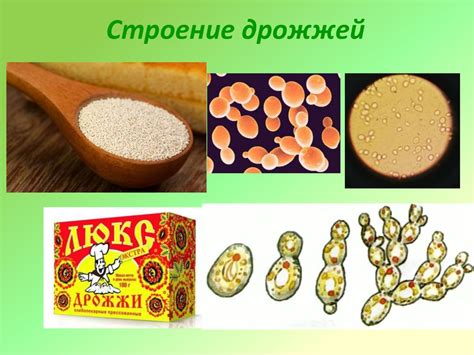 Пивные Дрожжи Грибы – Telegraph