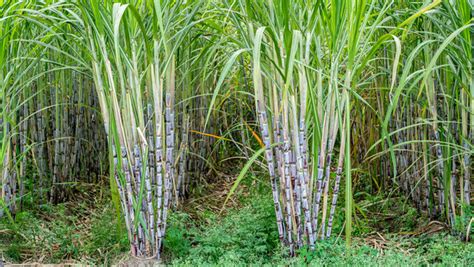 "Sugarcane Plant" Images – Browse 84 Stock Photos, Vectors, and Video ...