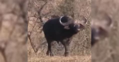 WOW! The Most Incredible Footage Of The Animal Kingdom Ever Caught On ...