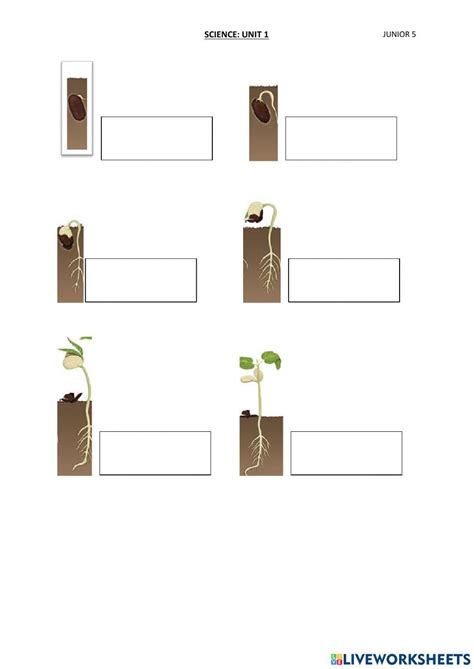 seeds  germi  interactive worksheets
