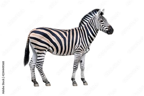 Zebra isolated on white background Stock Photo | Adobe Stock