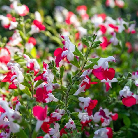 Salvia Plant Hot Lips Marshalls Garden