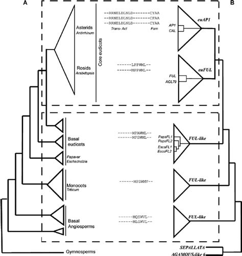 Simplified Angiosperm Phylogeny Paired With The Gene Phylogeny Of Ap1 Download Scientific