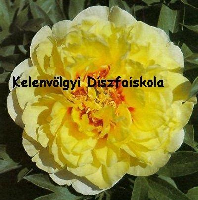 'BARTZELLA' - ITOH BAZSARÓZSA - BAZSARÓZSA