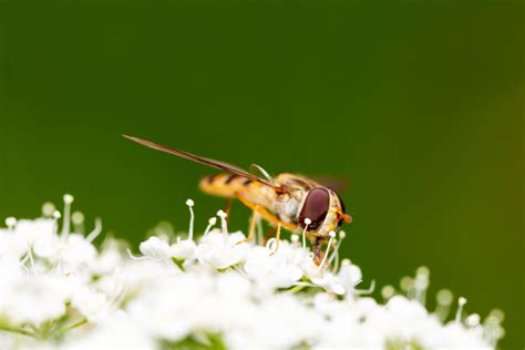 Mimikry Foto & Bild | nah- & makro, tiere, wildlife Bilder auf ...