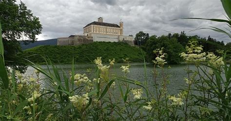 Mädesüß am Ufer des Schlossteiches in Außerhalb Salzburgs Schöne