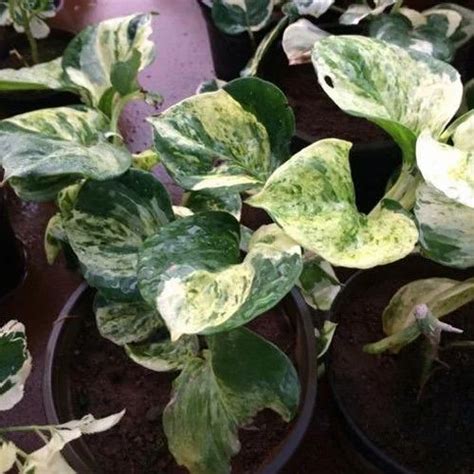 Marble Queen Money Plant At Rs 60plant Money Plant In Pune Id