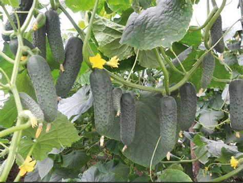 Огурец Гуннар: описание и характеристики сорта, правила посадки и ...