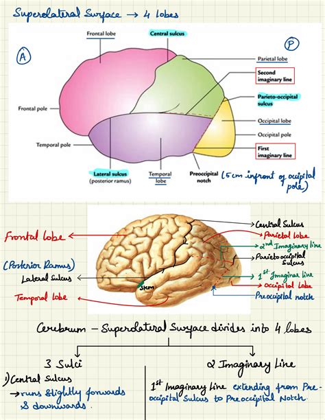 SOLUTION Cerebrum And Its Anatomy Studypool