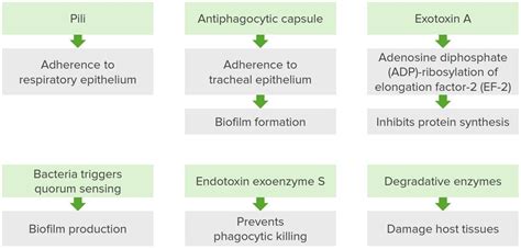 Pseudomonas Aeruginosa Uti Treatment - My Bios