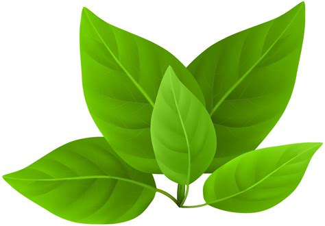 leaves png transparent images pictures