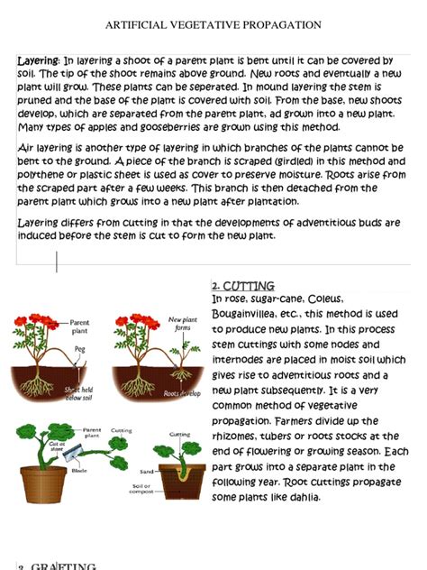 Vegetative Propagation Definition Types Examples 50 Off