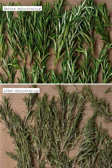 how to dry rosemary 6