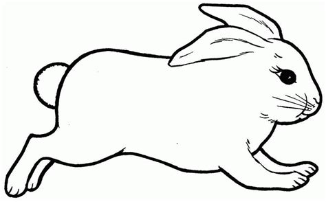 Realistic Rabbit Coloring Pages - Coloring Home