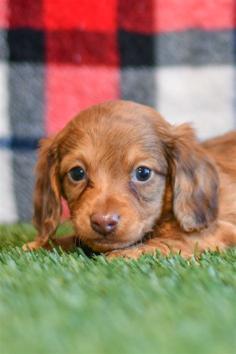 Aarow - Doxin - All Star Puppies : All Star Puppies