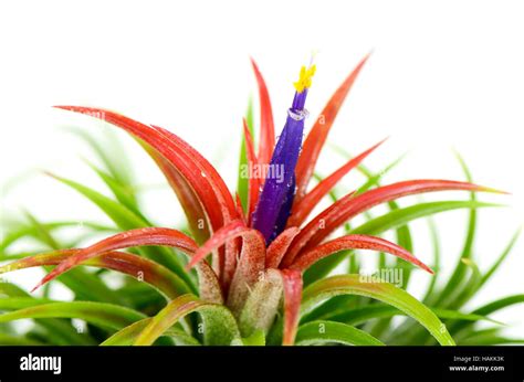 Tillandsia Hi Res Stock Photography And Images Alamy