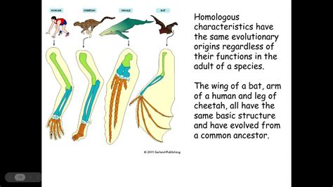 classification  evolution   types  adaptations