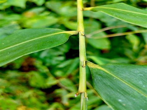 Spesies Bambu Baru Ditemukan Di Flores