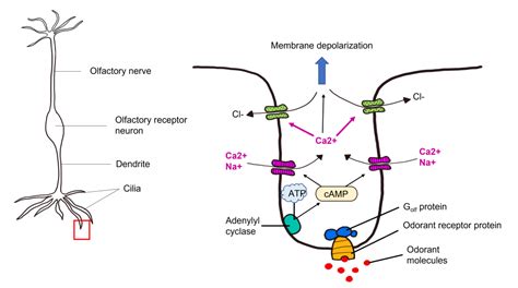 Olfactory System Introduction To Neuroscience