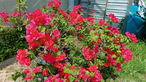 Tropical flower bougainvillea buttiana also known as bunga kertas ...