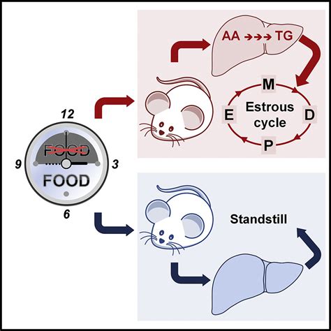 Short Term Fasting Reveals Amino Acid Metabolism As A Major Sex Discriminating Factor In The