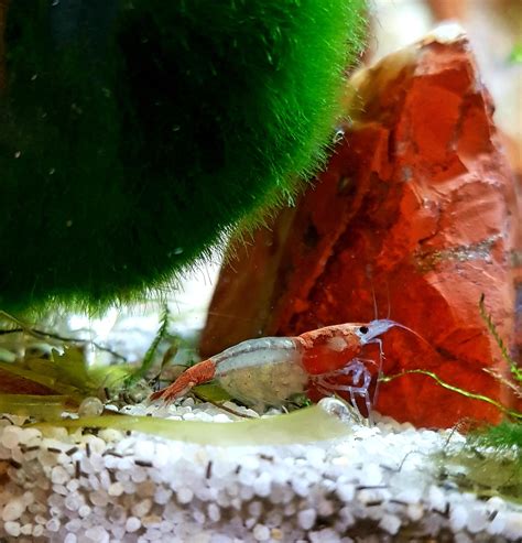guide to shrimp sick indoors 3