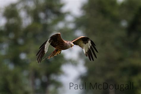 Cairngorms Wildlife Photography Tour | McDougall Photographic