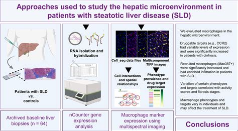 Heterogeneity In Intrahepatic Macrophage Populations And Druggable