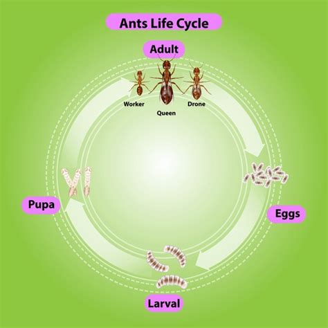 61 Ant's Life Cycle Images, Stock Photos, 3D objects, & Vectors ...