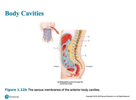 Serous Membranes Of The Anterior Body Cavities Diagram Quizlet