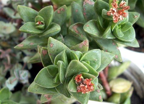 Крассула (53 фото): уход в домашних условиях, виды овата хоббит, микс ...