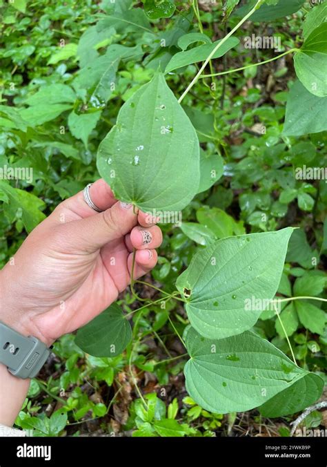 Wild Yam Dioscorea Villosa Stock Photo Alamy