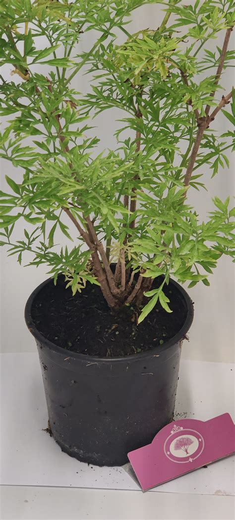 Sambucus Nigra Golden Tower Gele Vlier Liter Pot Kopen Planten