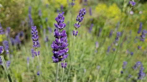 Echter Lavendel Lavandula Angustifolia Steckbrief