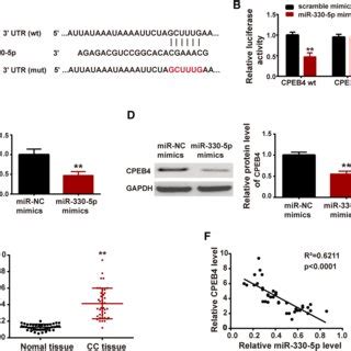 MiR 330 5p Targeted CPEB4 A Binding Sites Between MiR 330 5p And CPEB4