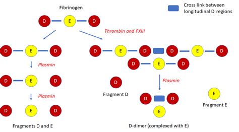 What Are D Dimers The Blood Project