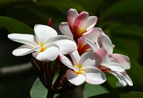 Plumeria Flower Hawaii - Free photo on Pixabay - Pixabay