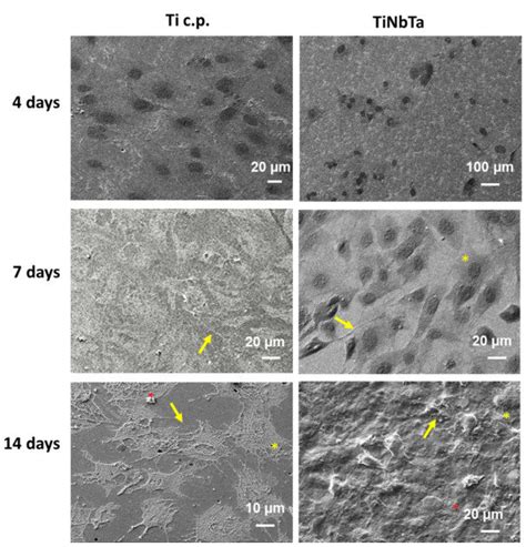 Sem Micrographs At And Days Of Osteoblast Culture Growing On