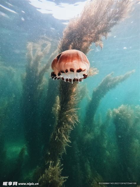 水母 摄影图海洋生物生物世界摄影图库昵图网